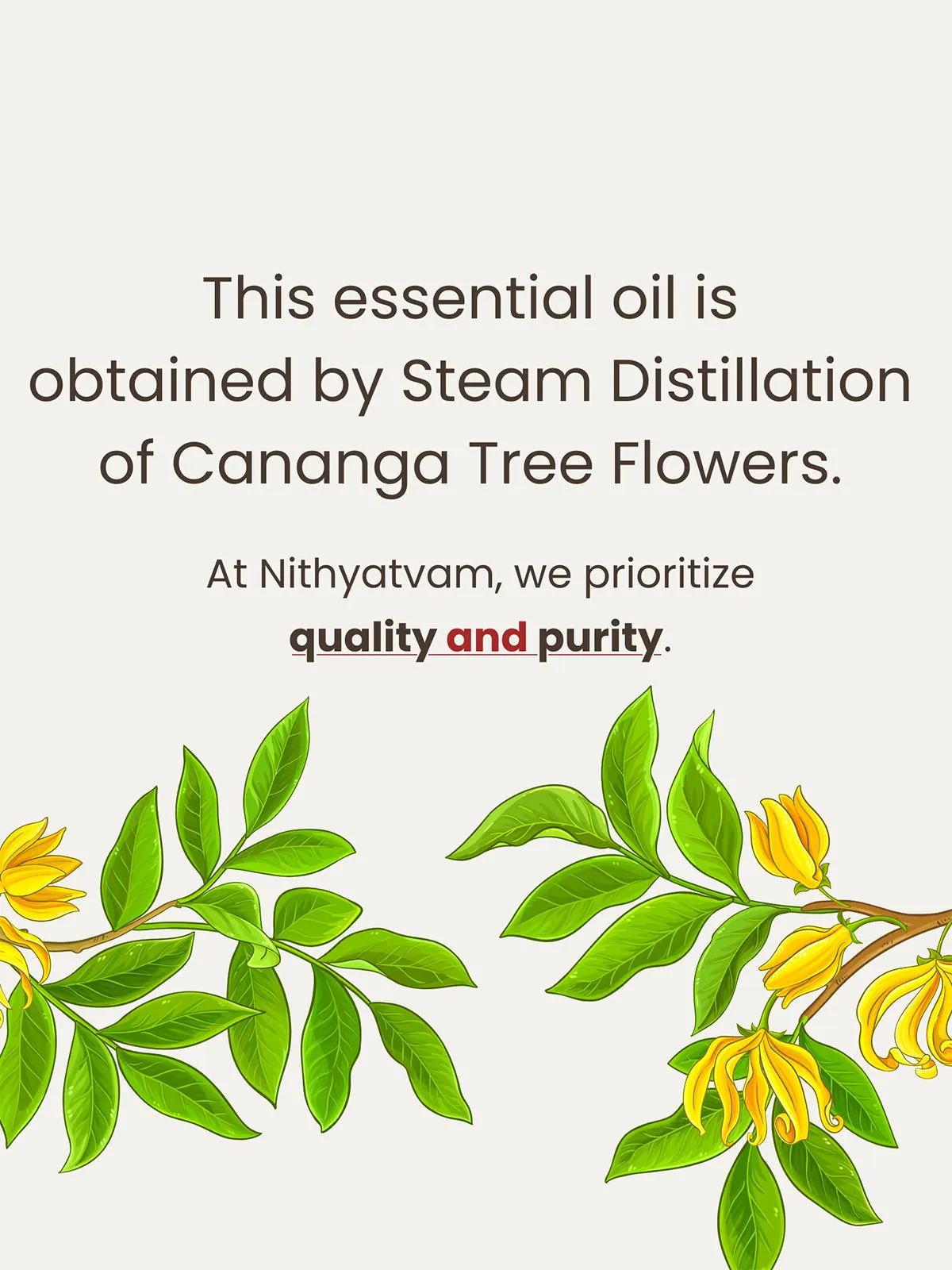 Ylang Ylang Essential Oil